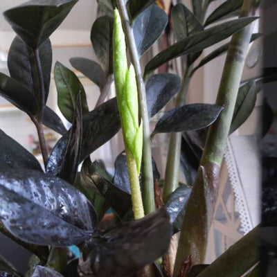 2 Black ZZ Plant, ZZ Tree Live Plant, House Plant Live for Gardening Indoors Outdoors, 4 to 6 Inc Tall