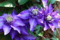 Clematis Vine Plant Live for Planting Outdoor, Clematis Plants Live, 4 to 6 Inch Tall, 2.5 Inc Pot, Perennial Fragrant Flowers Plant, Blue Clematis Double Flower