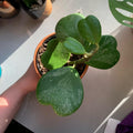 Hoya Heart Plant Live, Green Hoya Kerrii Plant, Hoya Live Plant, Rare Hoya Plant Indoor Live in 2 Inches Pot