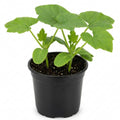 Yellow Summer Squash Live Plant in 4 Inch Pot, 4-6" Tall Zucchini