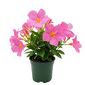 2 Pink Mandevilla Plant Live, Mandevilla Live Plant, Mandevilla Vine Plant, 4 to 6 Inc Tall, Shrub Plant Live