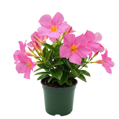 2 Pink Mandevilla Plant Live, Mandevilla Live Plant, Mandevilla Vine Plant, 4 to 6 Inc Tall, Shrub Plant Live