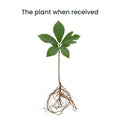 Hardy Chestnut Tree Live Plant 6-12 Inches Tall