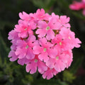 Pack 3 Pink Verbena Plants Live Perennial Ground Cover, No Pot, 5-9" in Tall, Can Grow As Trailing Bushes, Spring Flowers