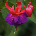 Red Purple Fuchsia Plants Live, Fuchsia Plants, 3 to 5" Tall Starter Plug, Hardy Perennial Flowers Plant for Planting, Hanging Basket, Colorful Plant