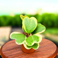 Live Variegated Hoya Kerrii Plant, Hoya for Pot or Hanging Basket, Live Indoor Plants for Home or Office