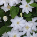 Clematis Vine Plant Live for Planting Outdoor, Clematis Plants Live, 4 to 6 Inch Tall, 2.5 Inc Pot, Perennial Fragrant Flowers Plant, White Clematis