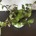 Green Tradescantia Live Plant 2.5 Inches Pot, House Plant, Trailing Plant Live