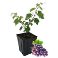 Seedless Grape Vine, Grape Plant Live Well Rooted Plant Zones 4 to 9, Sweet Grape Fruit Tree, in 2.5" Pot