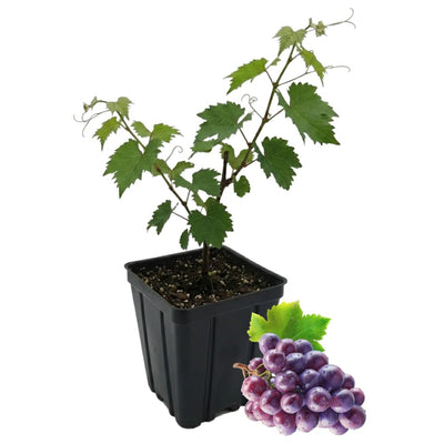 Seedless Grape Vine, Grape Plant Live Well Rooted Plant Zones 4 to 9, Sweet Grape Fruit Tree, in 2.5" Pot