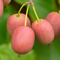 Hardy Kiwi Plant Live, Cold-Hardy Kiwi Berry Vines, Well-Rooted Starter Plant for Outdoor Growing, 5-9" Tall