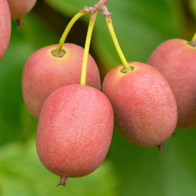 Live Kiwi Plant, Hardy Kiwi Berry Vine Starter Plant, Cold Hardy Edible Fruit Vines for Home Garden, 4-9" Tall