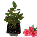 Red Azalea Plant Live, 7 Months Old Rhododendron Like, Azalea Rhododendron Tree Flowers Plants Live Bush in Pot