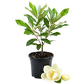 Magnolia Tree Live Plant, Magnolia Flowers Bush, 6-12 Inches Tall, in Pot, Fragrant Magnolia Shrub Ready to Grow (Sweetbay Magnolia)