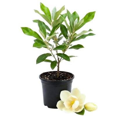 Magnolia Tree Live Plant, Magnolia Flowers Bush, 6-12 Inches Tall, in Pot, Fragrant Magnolia Shrub Ready to Grow (Sweetbay Magnolia)