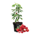 Lychee Fruit Tree, Lychee Tree Live Plant, 4 Inc Pot
