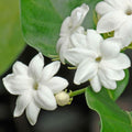 2 Jasmine Live Plants, Live Jasmine Plants, Flower Starter Plant 3 to 5 Inch Tall for Gardening Outdoor