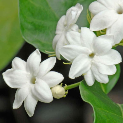 2 Jasmine Live Plants, Live Jasmine Plants, Flower Starter Plant 3 to 5 Inch Tall for Gardening Outdoor
