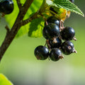 Consort Currant Bush Live Plant, Black Currant Plant Live to Grow 5-9 Inch Height, Sweet Currant Berry Fruit
