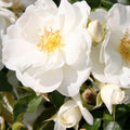 Fragrant Rose Plant Live in Pot, Reblooming Roses Bush for Outdoor Garden (White Rose)