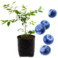 Random Blueberry Plant Live for Planting, Blueberry Bushes for Planting, 4"-7" Cold Hardy Blueberries Southern Highbush