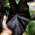 2 Black Colocasia Live Plants, Alocasia Elephant Ear Live Plant for Growing, 4-6" Tall, Cold Hardy, Indoor Outdoor Planting