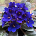 African Violets Plant Live in 4'' Pot, Fast-bloming Indoor Outdoot Flowering Plant with Vibrant Blooms (Blue African Violet)