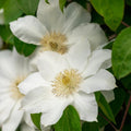 Clematis Vine Plant Live for Planting, White Clematis Plant Live in 2.5 Inches Pot, Climbing Clematis Flowers Perennial