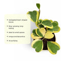 Variegated Hoya Kerrii Plant 4 Inch Pot, Hoya Heart Plant Live, Rare Indoor Houseplant
