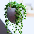 Variegated String of Pearls Plant Live, Trailing Succulent Vine Plant Live, 4 Inches Pot