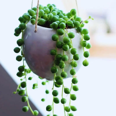 Variegated String of Pearls Plant Live, Trailing Succulent Vine Plant Live, 4 Inches Pot