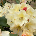 Big 1 Gallon Yellow to White Or Apricot Rhododendron Plants Live, 1-3 Years Old Azalea Plants Live Shrubs Bushes for Planting, Very Well Rooted