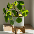 2 Pilea Peperomioides Plants, Money Live Plants, 3 to 6 Inch Tall Live Pilea Peperomioides Starter Plants, Bareroot Houseplants, No Pot