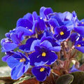 African Violets Plant Live in 4'' Pot, Fast-bloming Indoor Outdoot Flowering Plant with Vibrant Blooms (Blue African Violet)