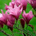 2 Ann Magnolia Trees Live Plants, Deep Pink Magnolia Shrub Tree Live Plant in 2.5" Pot, 6-12 Inches