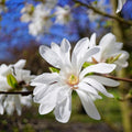 Star Magnolia Tree Live Plant, Magnolia Plant Live 6 to 12 Inches Tall, in 2.5 Inches Pot, White Magnolia Bush Fragrant Magnolia Flowers