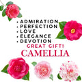 Colorful Camellia Japonica Live Plant Large Flowers, Camellia Bush Tree in 4 Inc Pot for Planting, 5-10 Inches in Tall (White)