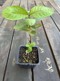 Guava Tree Live Plant, Pink Guava Plant Live Fruit Tropical Guava Seedling Planting Outdoor Garden, 6 to 8 Inc Long