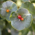 Fragrant Ghost Climbing Honeysuckle Plant Live Vine, Lonicera Perennial Honeysuckle Plants Bushes Shrubs in 2.5 Inch Pot, 5-10" Tall