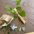 Purple Redbud Plant Live, Eastern Redbud Trees in Quart Pot, Cold Hardy Ornamental Flowering Tree, Winter Dormant