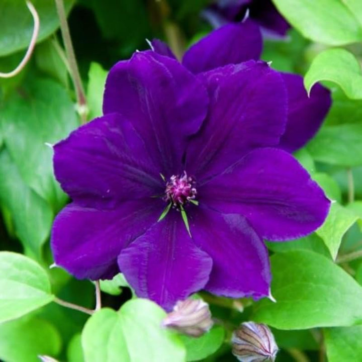Clematis Vine Plants Live in Pot, 8 Months Old Seedlings Climbing Flowering, Outdoor Trellis Fences, Cold Hardy (Purple Purple Clematis)
