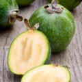 Pineapple Guava Plant Tree Live, Fragrant Guava Tree Plant for Growing, Very Well Rooted, 5 to 10 Inc Tall