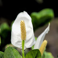 Live Peace Lily Plant, Live Indoor Flowering Houseplant, White Flower, 5-9 Inches in Height, 4 Inch Pot for Planting