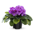 Purple African Violets Live Plants, African Violet Plant, 4 Inc Pot