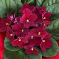 Red African Violets Live Plants in Pots, Live African Violet Plants House Plant for Indoor Outdoor Décor, 4" Pot, Well-Rooted and Year-Round Blooming