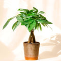 Money Tree Live Plant, Money Trees Well Rooted from 6 to 10 Inches Tall, Tropical Indoor Plant for Home Office Decor
