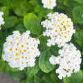2 Traling White Lantana Plants Live Trees, Ready to Bloom, Hardy Long Blooming Seasons, Vibrant Colorful Perennial Fragrant, 5-10" in Tall, Full Sun Growing