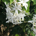 2 White Jasmine Plants Plugs, 3 to 6 Inc, Tea Jasmine Plant, Fragrant Outdoor Indoor White Flower Blooms