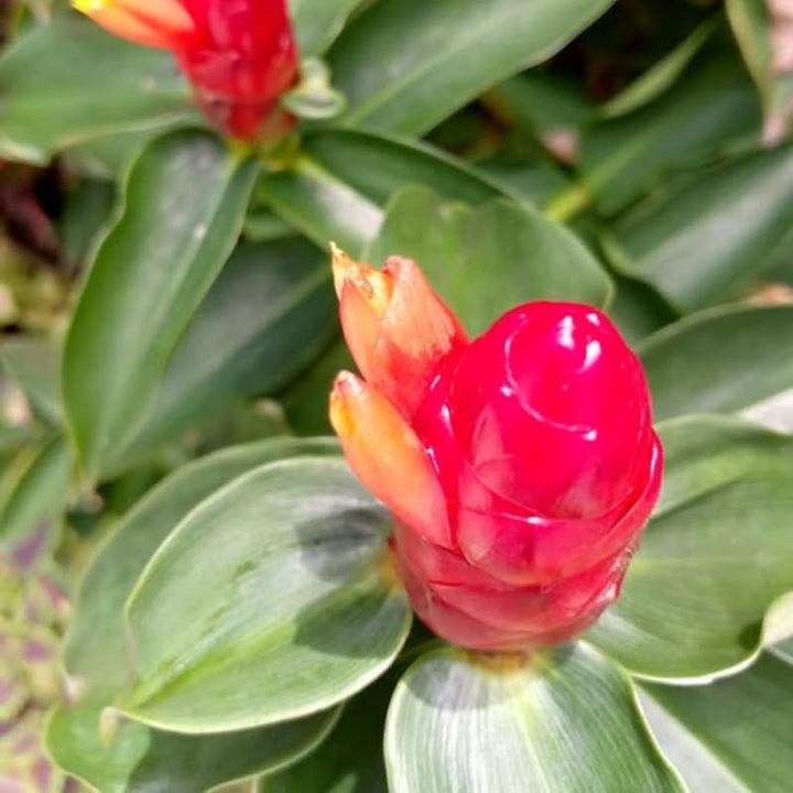 2 French Ginger Plants Live for Planting, Tropical Flowering Plant for Garden or Patio, Hardy Ginger Plant No Pot, 5-9" Height