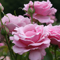 Pink Bloom Rose Bushes Shrubs Climbing Climber Live Plant, Pink Rose for Planting, Starter Size, 4 to 10 Inc Tall